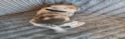 Mixed Breed dogs for sale: Lurcher pups - Advert 12