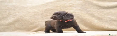 Cocker Spaniel 1