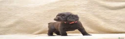 Cocker Spaniel dogs for sale: Chocolate Cocker Spaniel Puppies - Advert 3