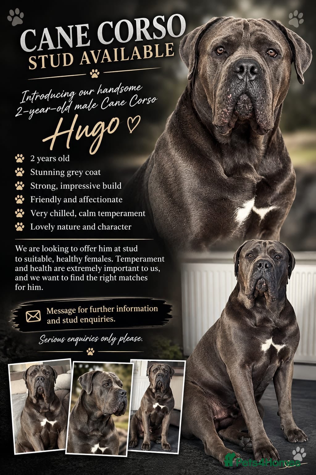 Cane Corso dogs Cane Corso (male) - Advert 1