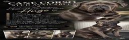 Cane Corso dogs for stud: Cane Corso (male) in Dalkeith - Advert 1