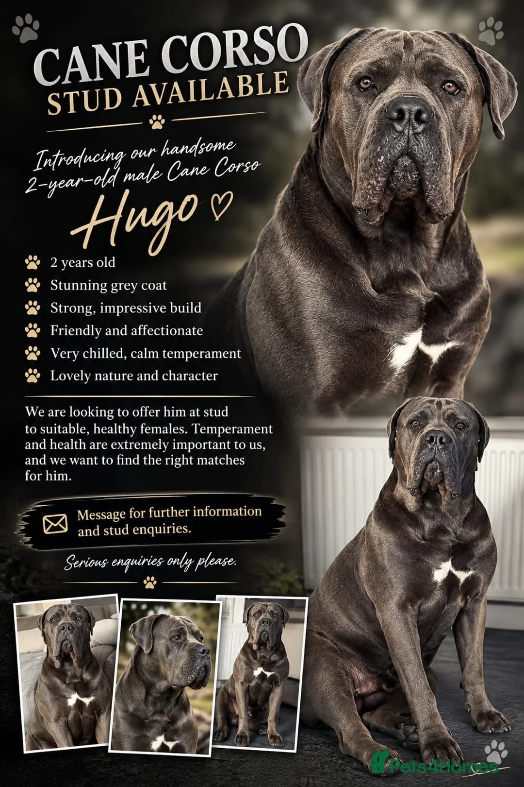 Cane Corso dogs for stud: Cane Corso (male) in Dalkeith - Advert 1