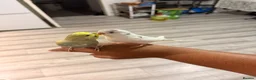 Budgerigars birds for sale: Budgerigar - Advert 1