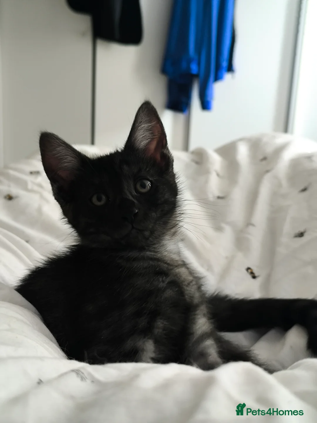 Mixed Breed cats for sale: Maine Coon cross Thai cat breed  - Advert 2