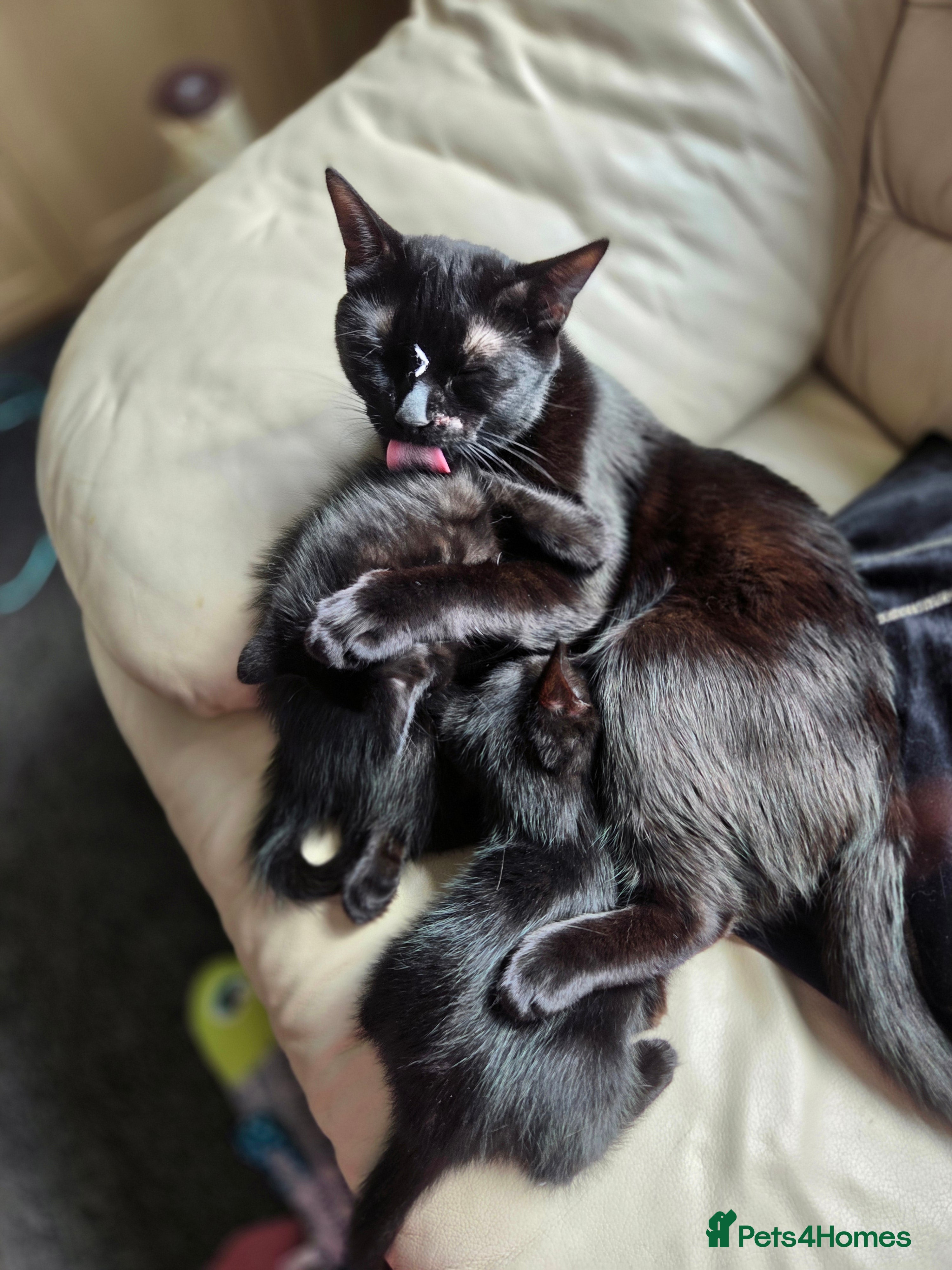 Mixed Breed cats mixed breed kittens - Advert 15