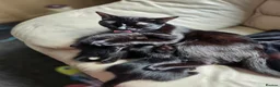 Mixed Breed cats for sale: mixed breed kittens - Advert 1