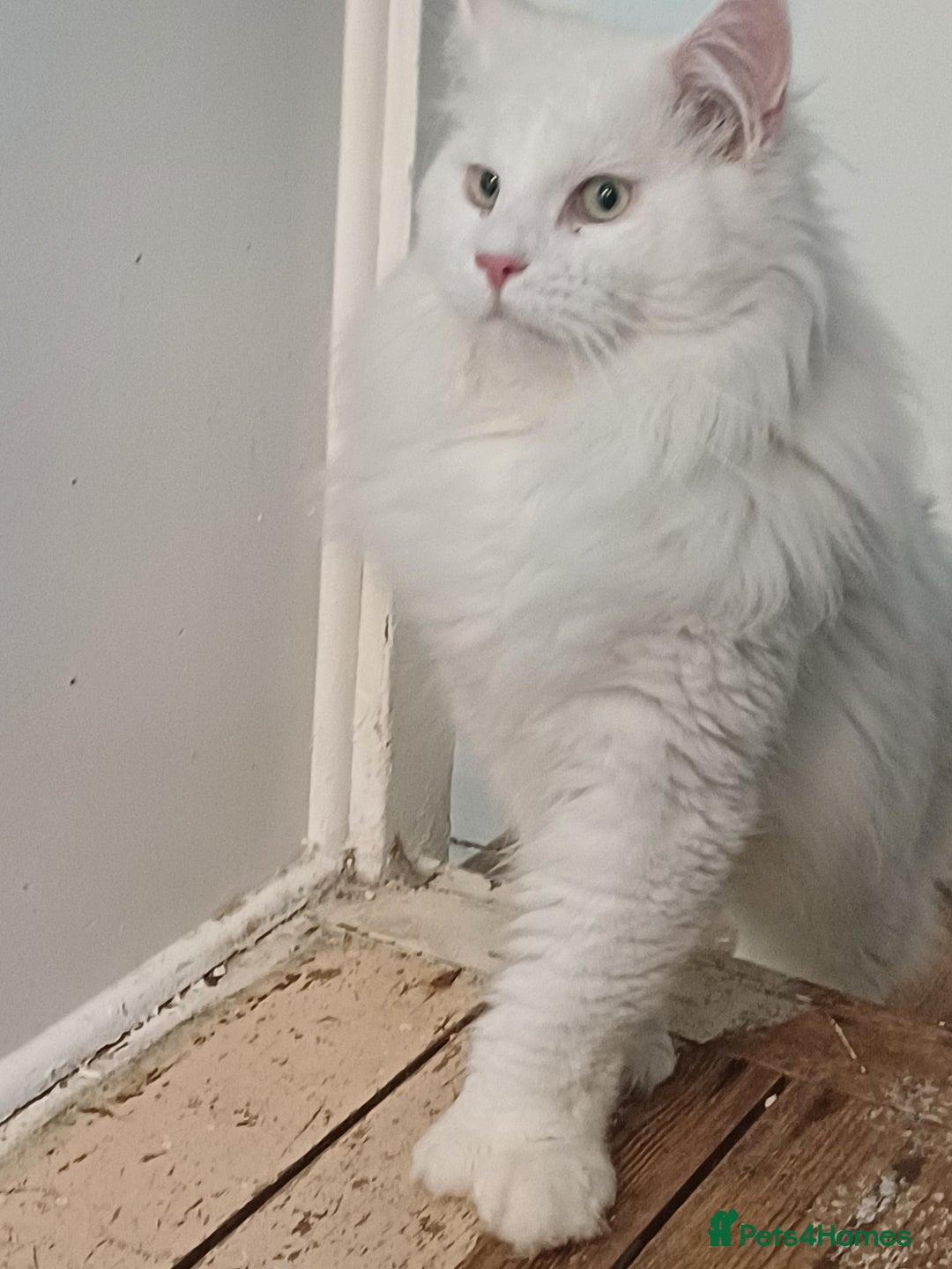 Maine Coon cats for sale: Last gorgeous girl - Advert 2