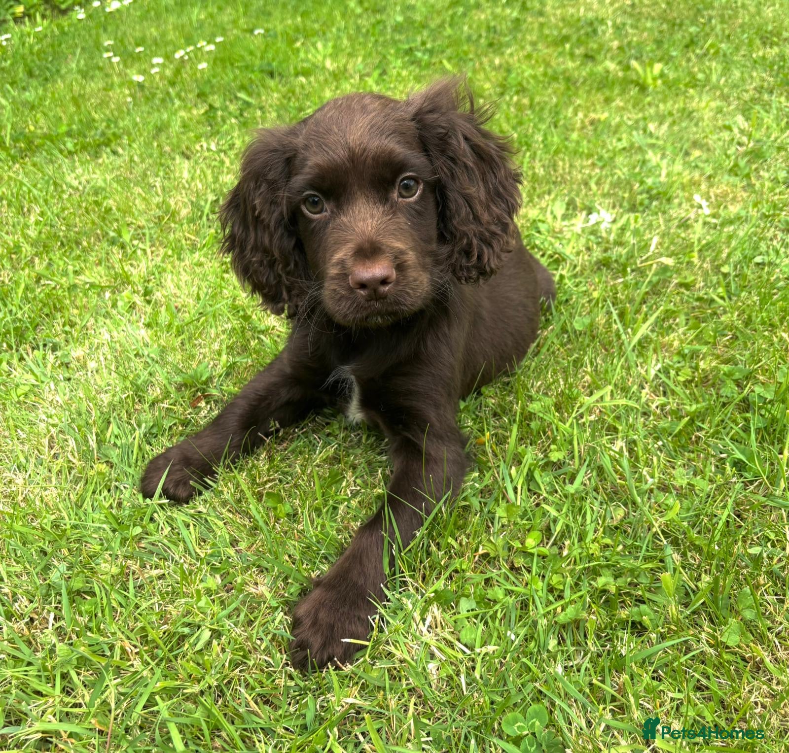 Cocker Spaniel dogs Cocker spaniel puppies for sale - Advert 17