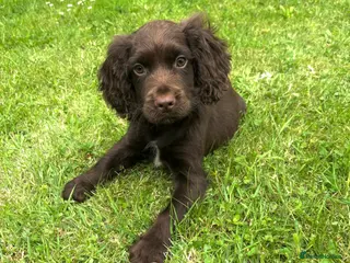 Cocker Spaniel dogs Cocker spaniel puppies for sale - Advert 1