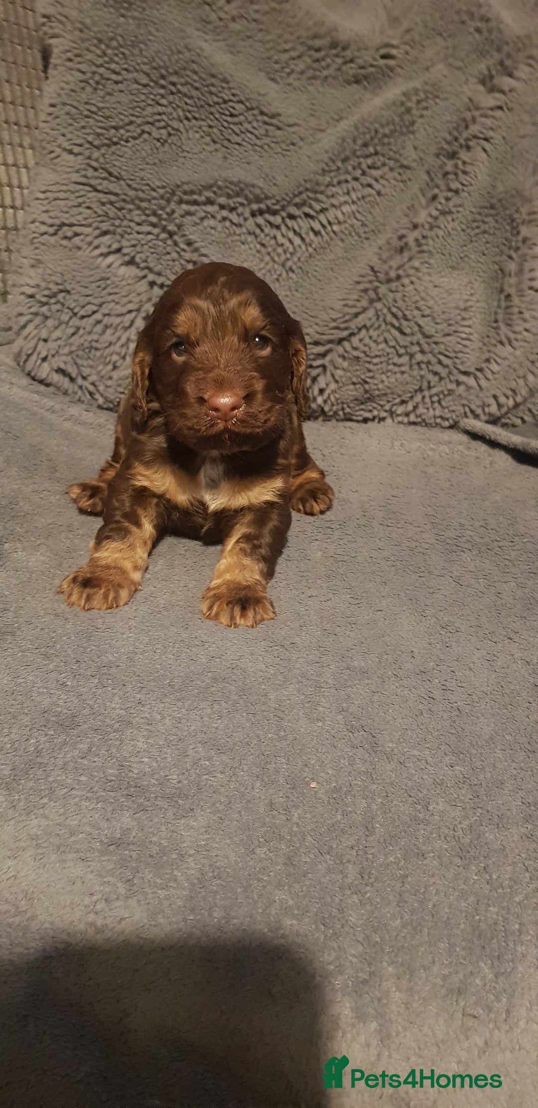 Sprocker dogs for sale: My lady has had beautiful 3 sprocker spaniel pups  - Image 9