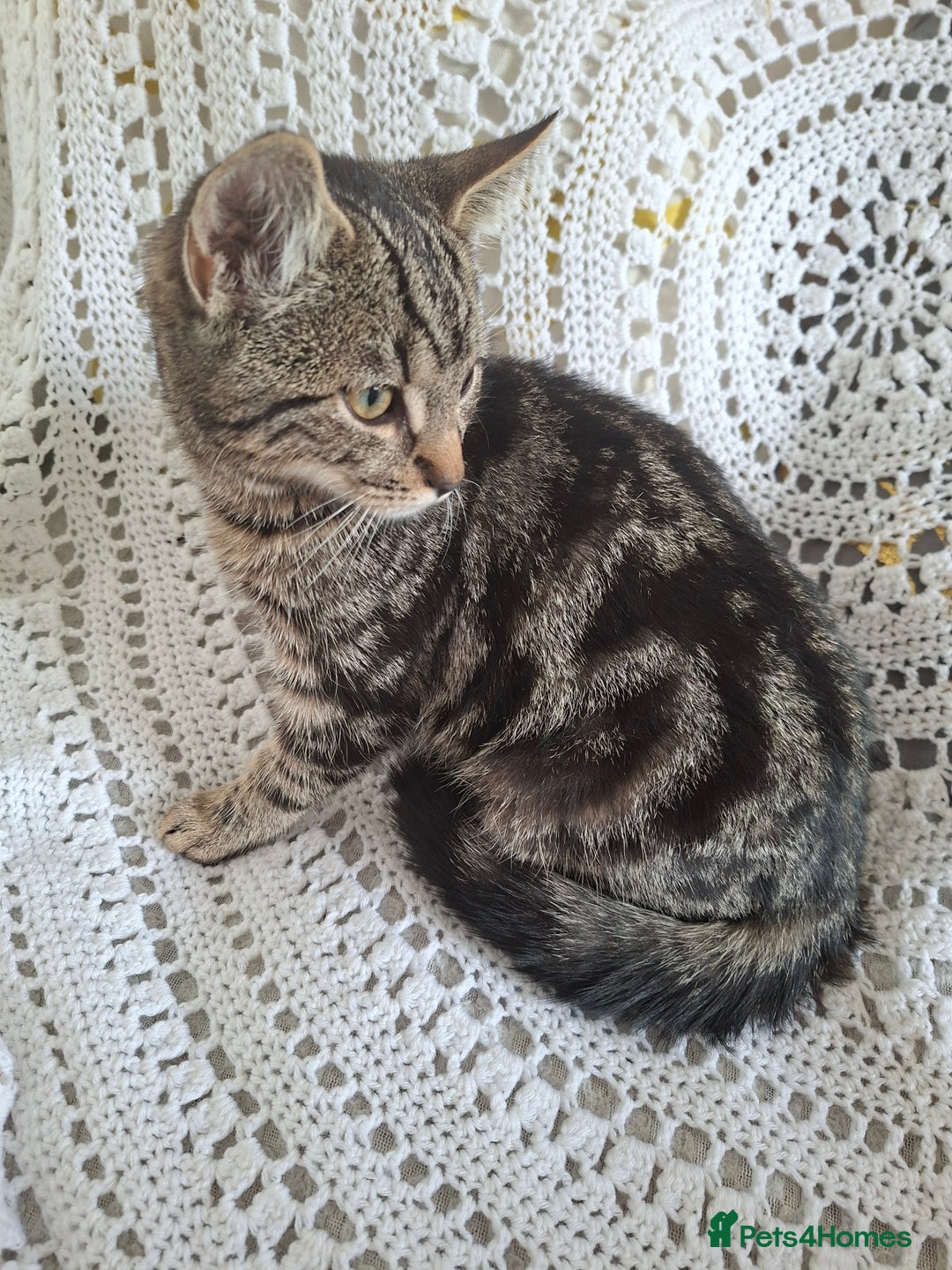 Domestic Shorthair cats for sale: Miss alice s - Advert 2