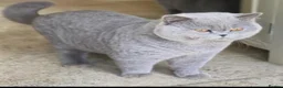 British Shorthair cats for sale: British short-hair kittens  - Advert 13
