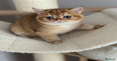 British Shorthair cats - Advert 3