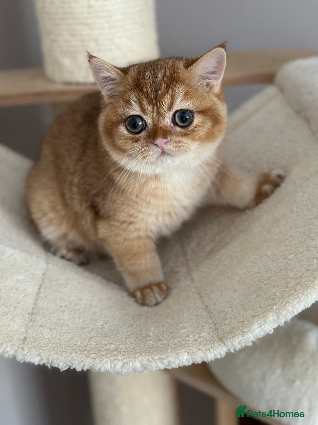 British Shorthair cats for sale: BSH golden kittens - Image 2