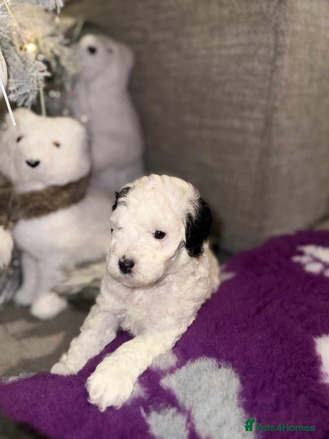 Cavapoo dogs for sale: Gorgeous rare Cavapoo F1B puppies 🐶  - Image 3