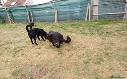 Mixed Breed dogs for adoption: An Adorable Labrador cross Boy - for a Loving Home - Image 5
