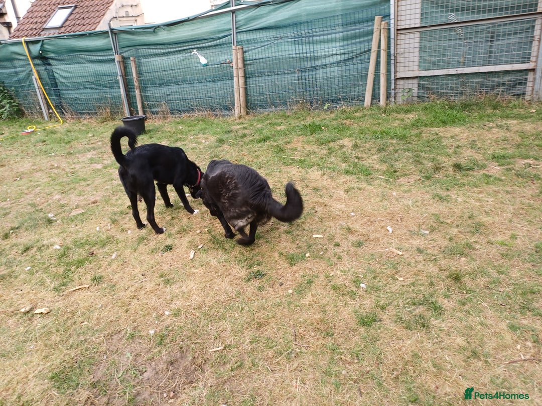 Mixed Breed dogs for adoption: An Adorable Labrador cross Boy - for a Loving Home - Image 5