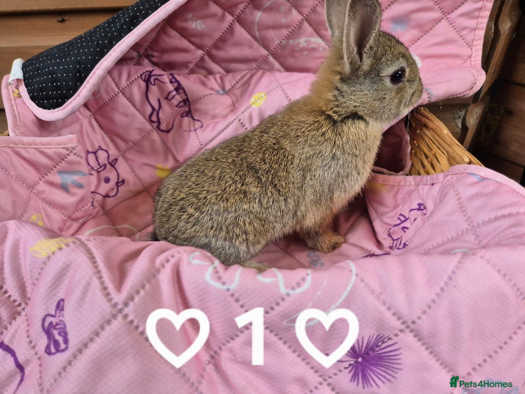 Netherland Dwarf rabbits for sale: Netherland and Mini Lion Lops - Image 6