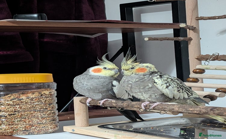 Cockatiels birds - Advert 1