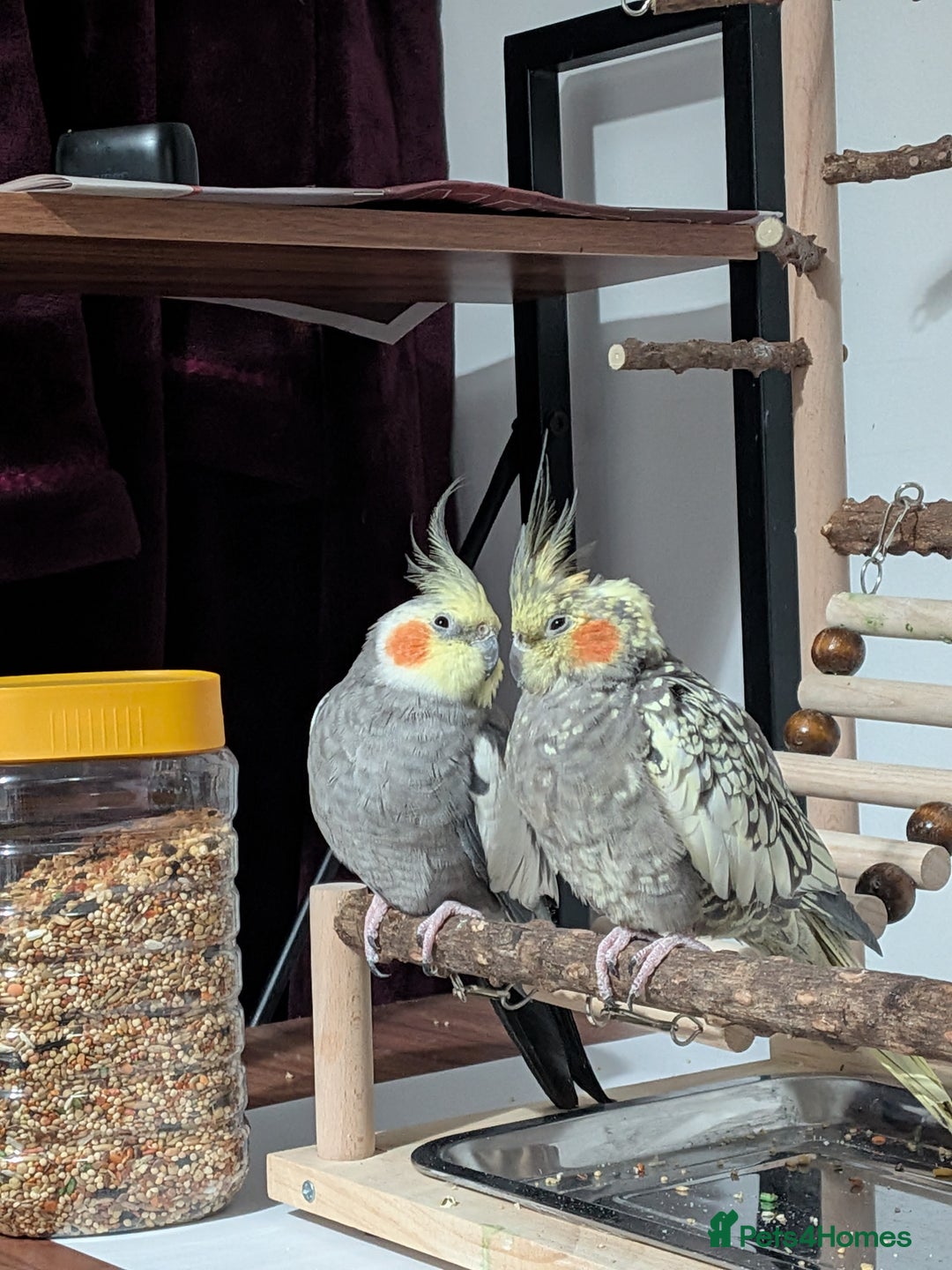 Cockatiels birds for sale: Hand reared, hand tamed, bonded pair of cockatiels - Image 1