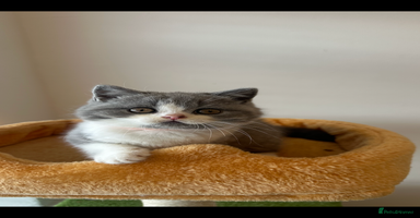 British Shorthair cats - Advert 1