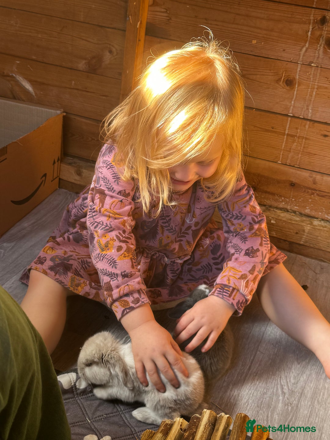 French Lop rabbits for sale: 🩵Stunning litter pure bred blue eye French lops🩵 - Image 5