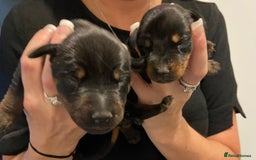 Dobermann dogs for sale: 9 KC Reg pedigree Doberman puppies - Image 4