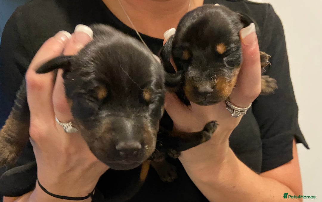 Dobermann dogs for sale: 9 KC Reg pedigree Doberman puppies - Image 4
