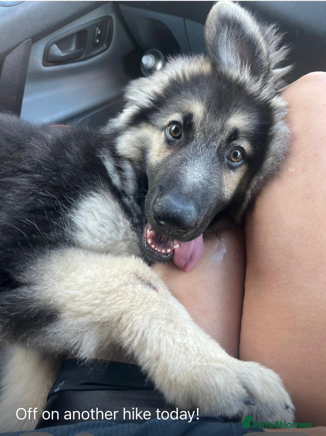 German Shepherd dogs for stud: Blue kc gsd stud  in Oldham - Image 20