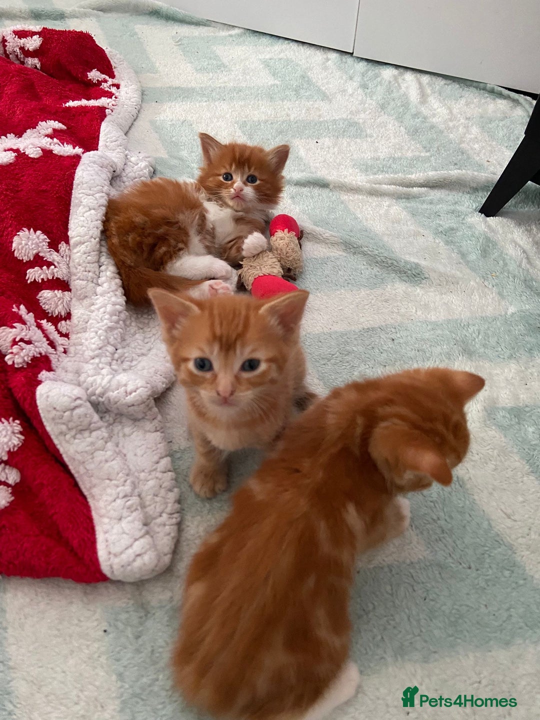 Mixed Breed cats for sale: 5 Beautiful Half-Ragdoll kittens ❤️ - Advert 4