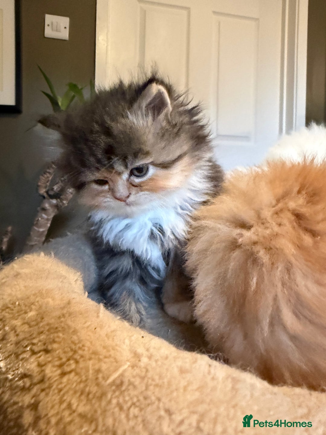 Persian cats for sale: 3 Beautiful Persian Ragdoll - Advert 14