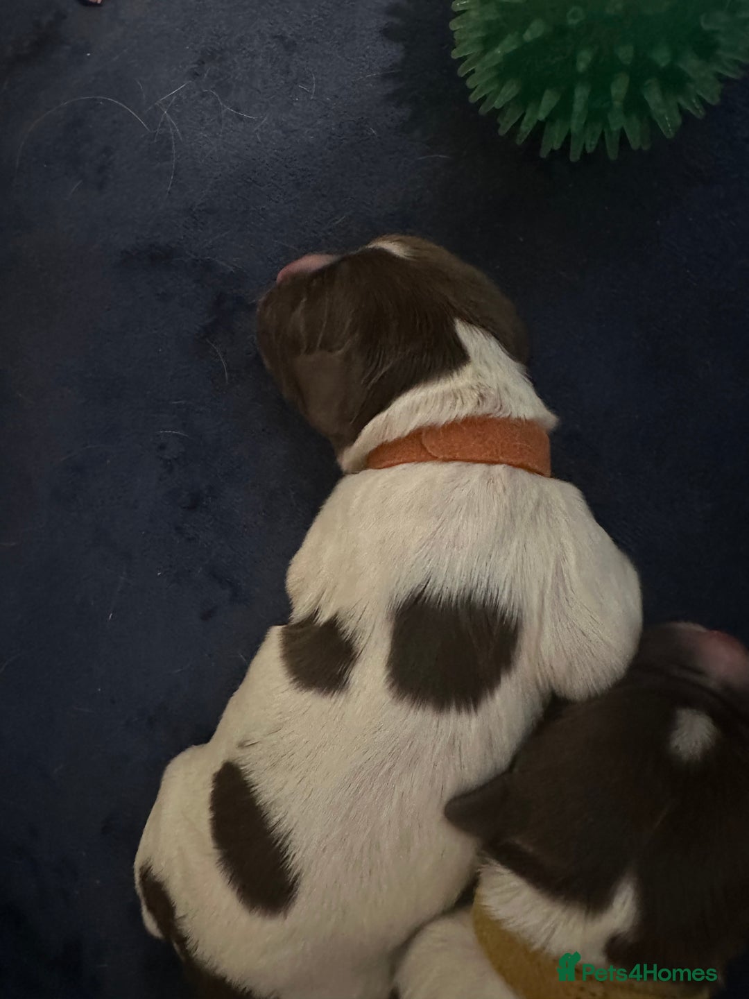 English Springer Spaniel dogs for sale: KC registered Springer Spainel  - Advert 26