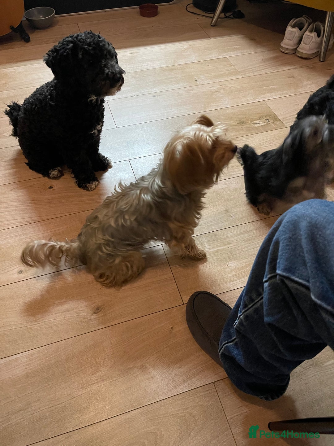 Mixed Breed dogs for sale: Adorable Morkie Poo puppies - Advert 32