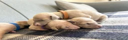 Italian Greyhound dogs for sale: Health tested KC reg Italian Greyhound Puppies  - Advert 7