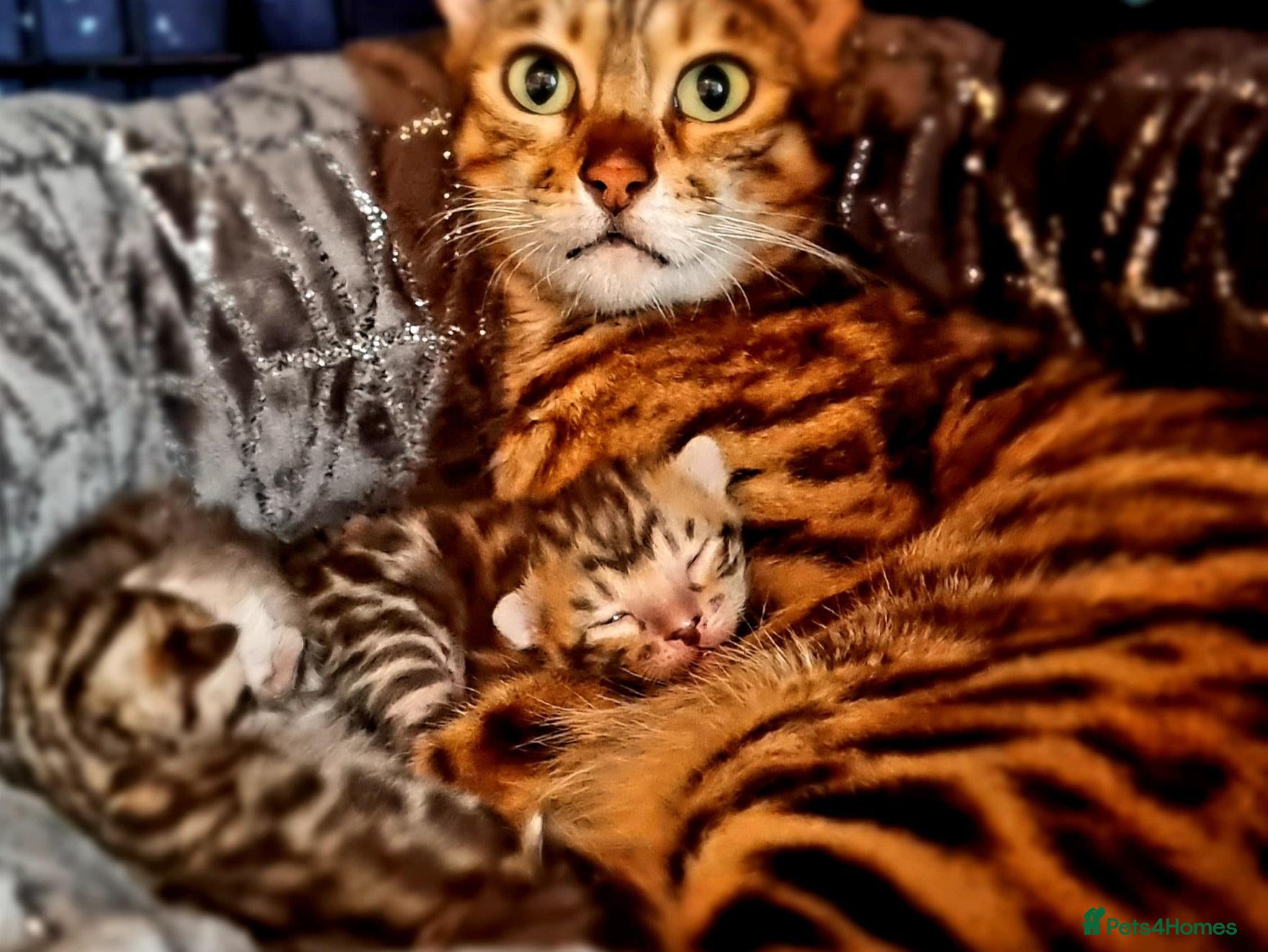 Bengal cats Pedigree brown and blue rosetted bengals - Advert 3
