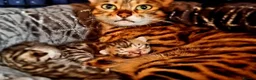 Bengal cats for sale: Pedigree brown and blue rosetted bengals - Advert 1
