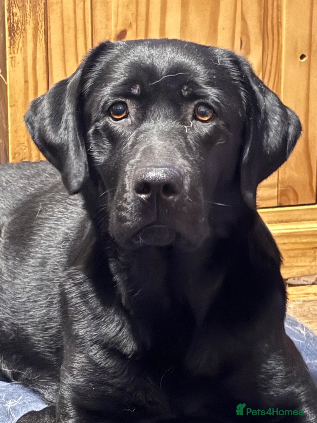 Labrador Retriever dogs for sale: WE ARE PREGNANT - Advert 1