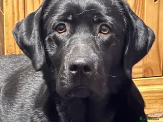 Labrador Retriever dogs WE ARE PREGNANT - Advert 4