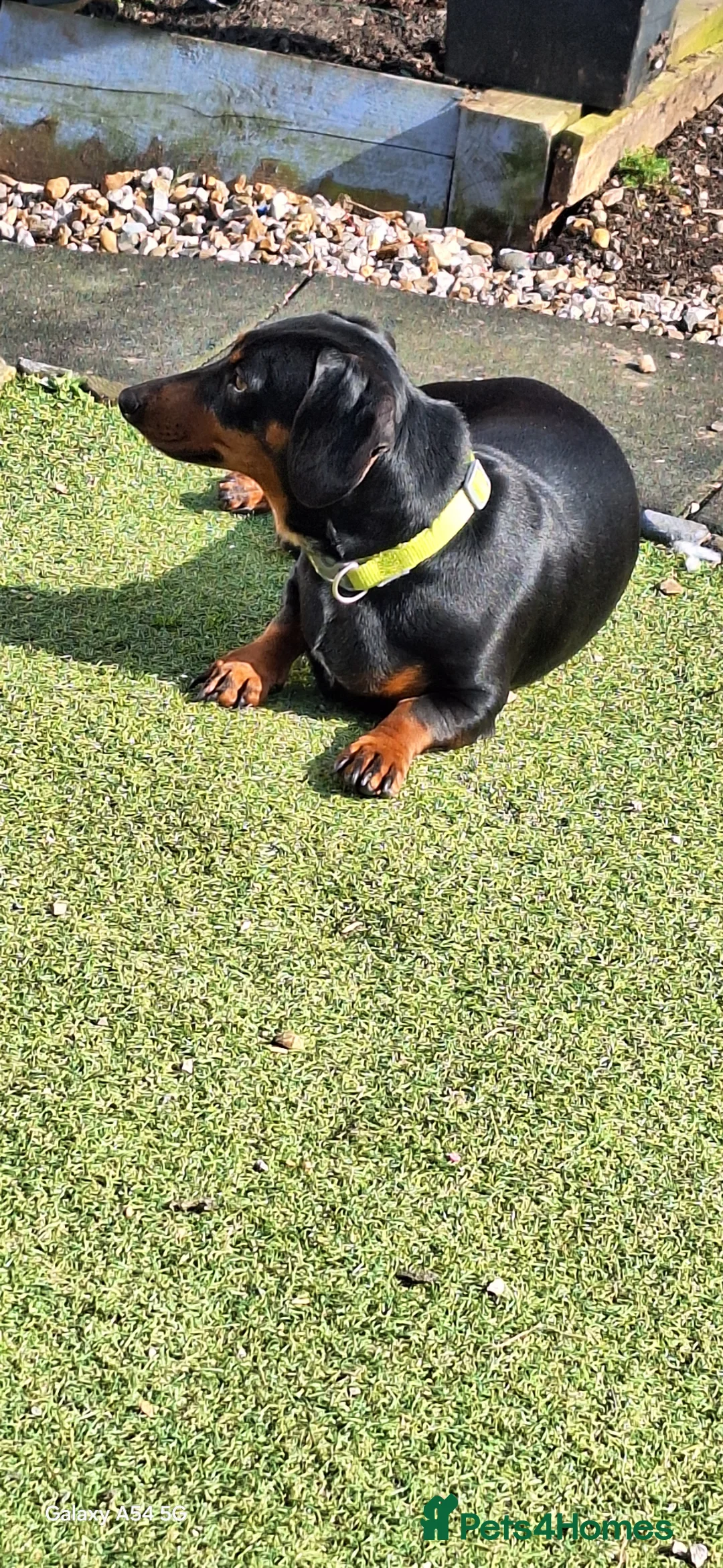 Dachshund dogs for sale: 1 boy and 1 girl to be homed together bonded pair  in Preston - Advert 2
