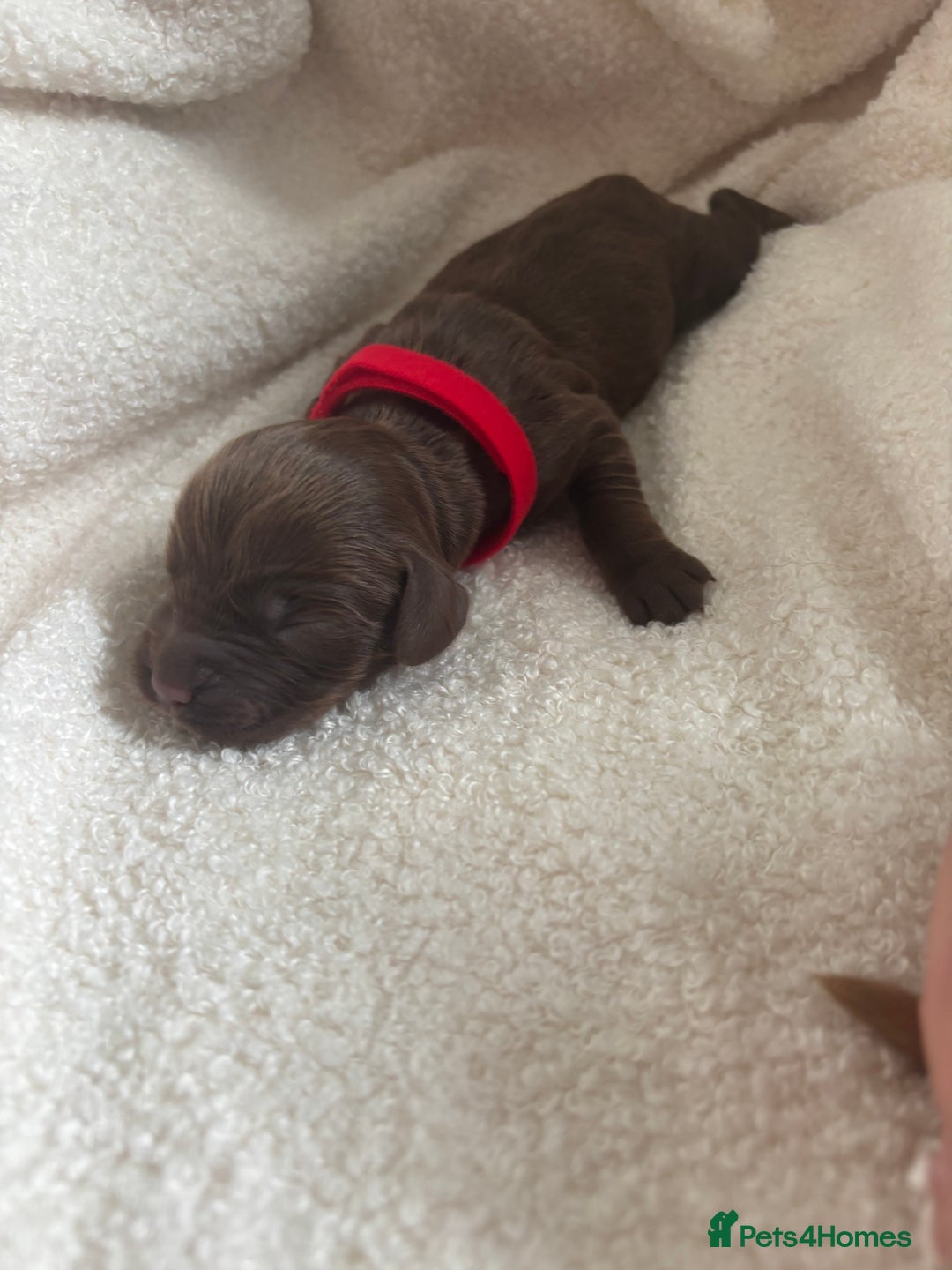 Cocker Spaniel dogs for sale: Beautiful KC working cocker spaniel puppies.  - Image 9