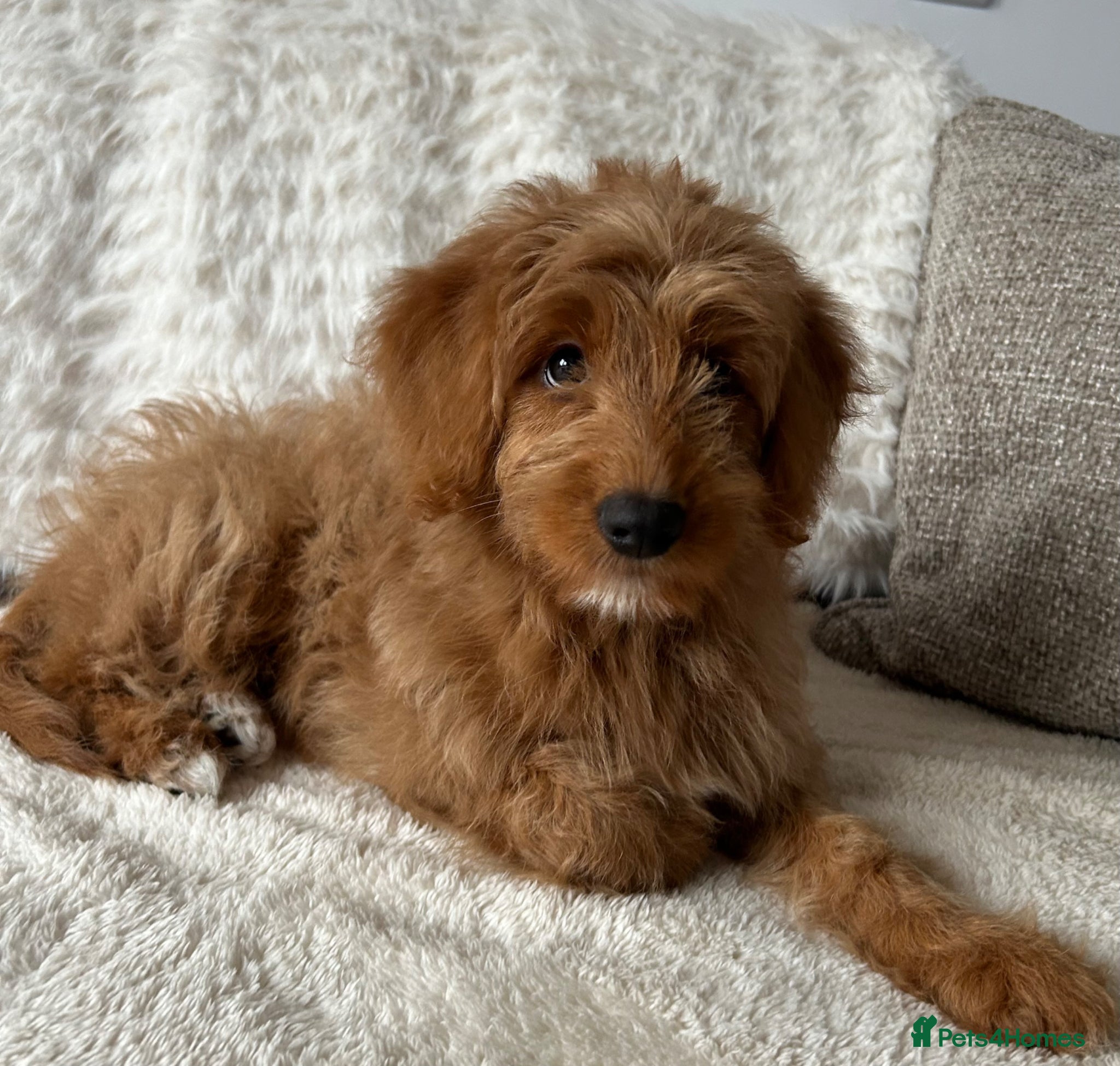 Mixed Breed dogs Tollerdoodle *last remaining Girl Available* Now - Advert 2