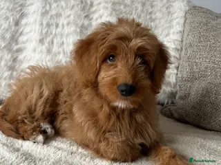 Mixed Breed dogs Tollerdoodle *last remaining Girl Available* Now - Advert 12