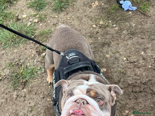 English Bulldog dogs - Advert 23