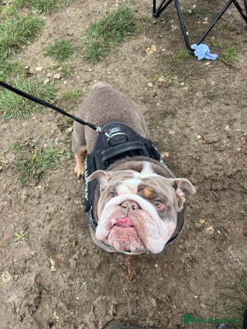 English Bulldog dogs - Advert 1