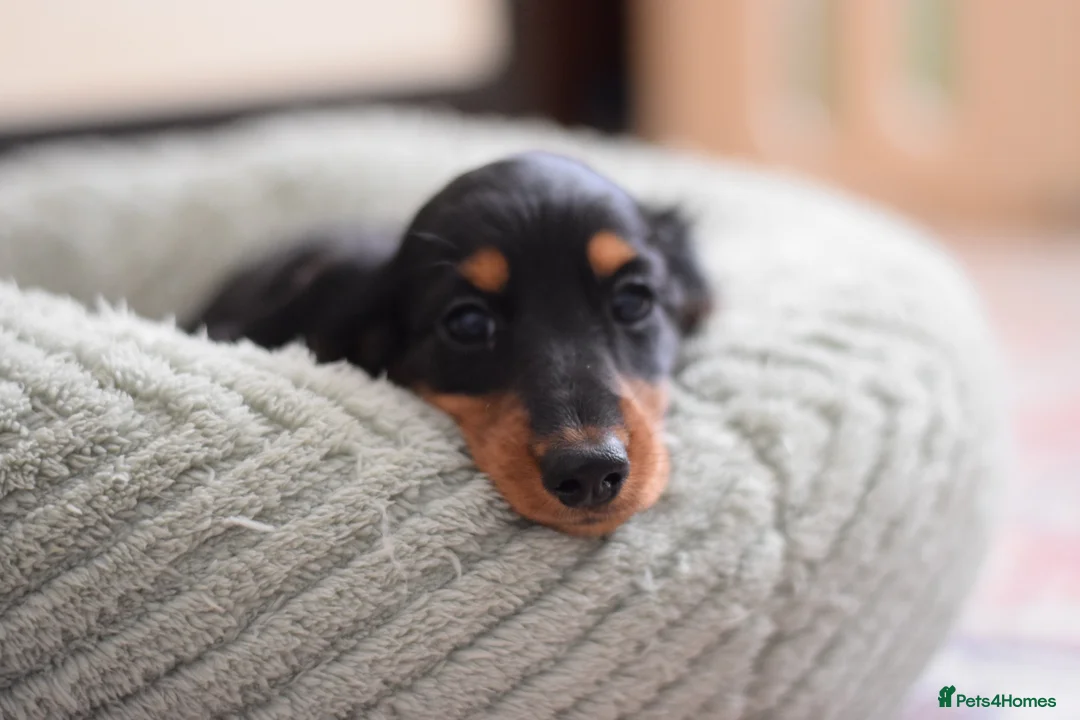 Miniature Dachshund dogs for sale: Miniature Dachshunds longhaired  - Advert 6