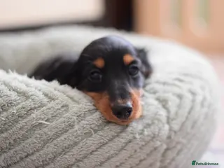 Miniature Dachshund dogs Miniature Dachshunds longhaired - Advert 9