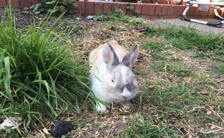 Dutch rabbits in Greenford - Advert 1
