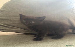 British Shorthair cats for sale: 2 beautiful kittens left  - Image 3