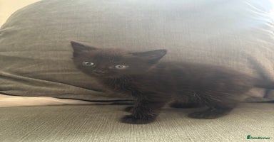 British Shorthair cats - Advert 6