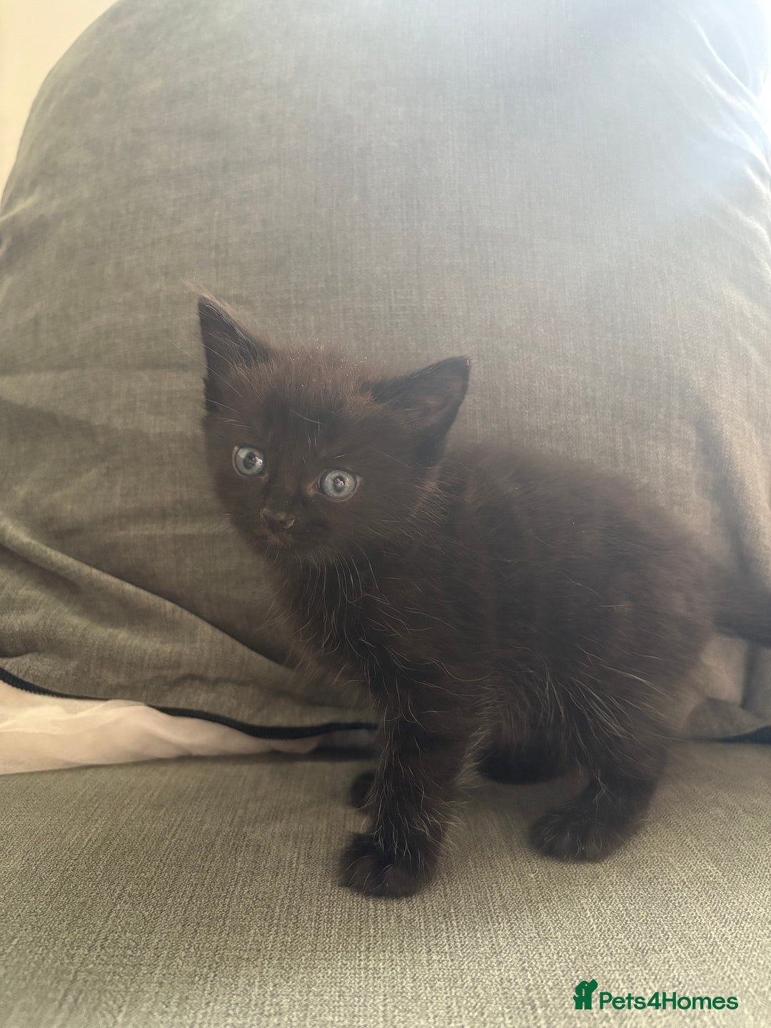 British Shorthair cats for sale: 2 beautiful kittens left  - Image 3